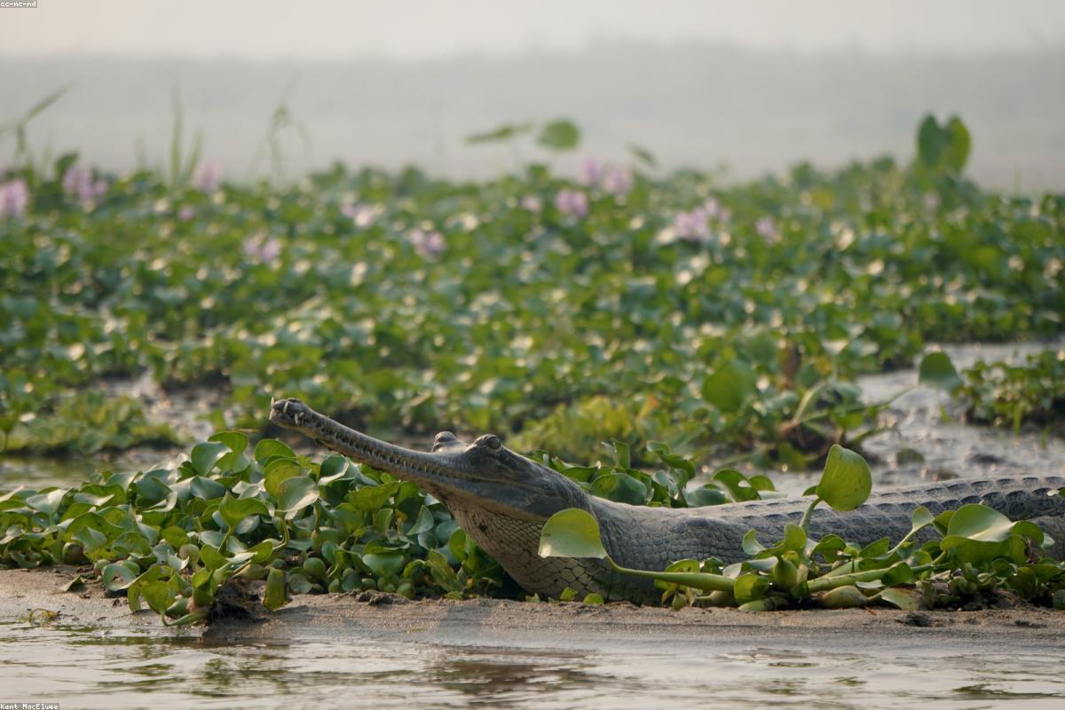 Chambal Gharial & Crocodile Viewing