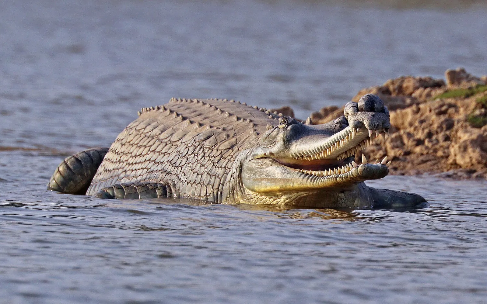 Male gharial with the pot-shaped knob on the tip of its long narrow snout