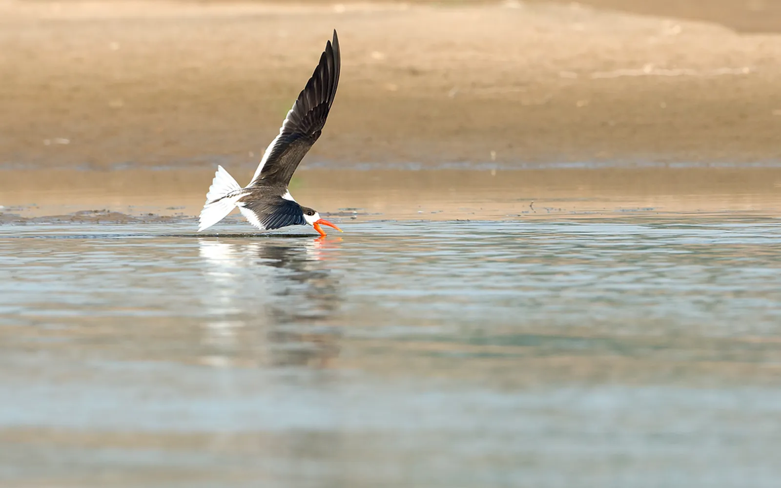 Indian skimmer flying low over a river, its orange lower bill slicing the water surface