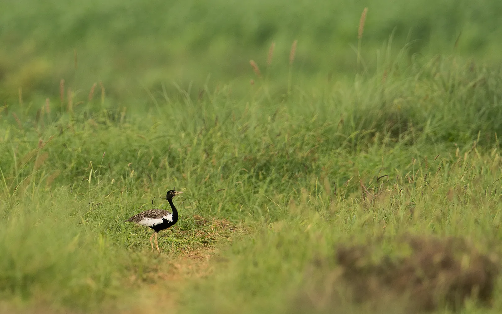 A male lesser florican, one of the grassland birds that Sorsan's protection is meant to help
